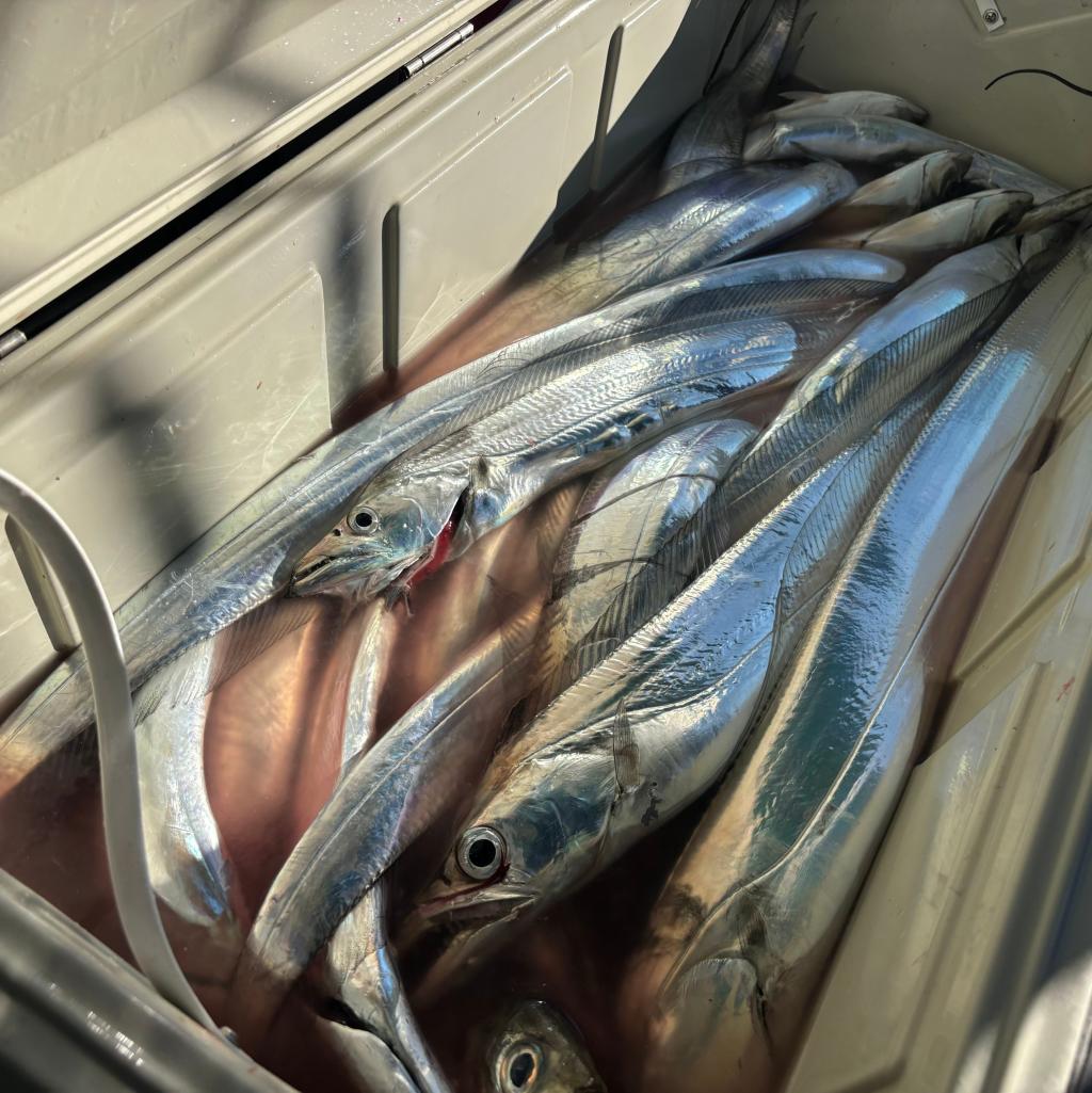 アジ釣り、タチウオ釣り