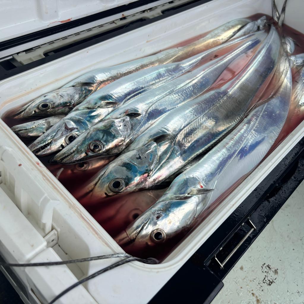 アジ釣り、タチウオ釣り
