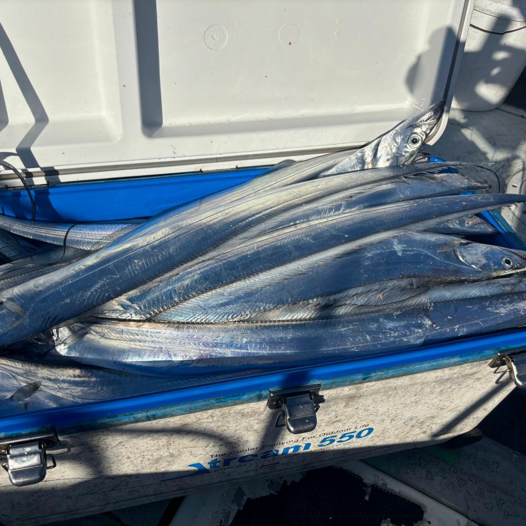 アジ釣り、タチウオ釣り