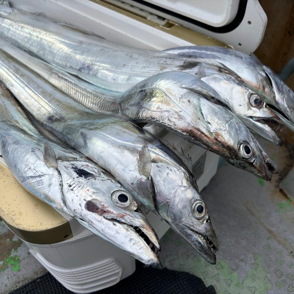 10/19アジ釣り、タチウオ釣り