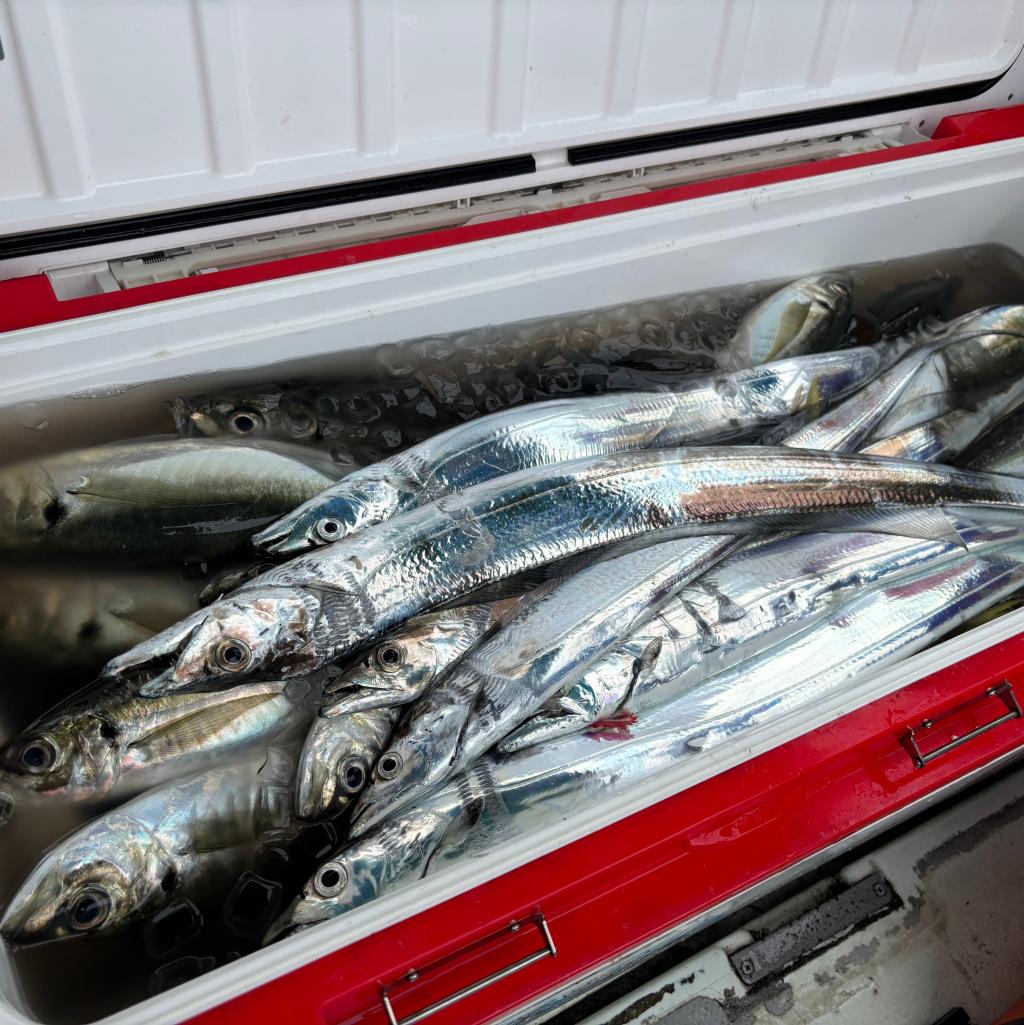 アジ釣り、タチウオ釣り