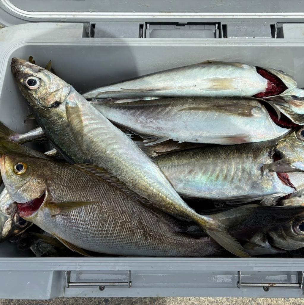 5/20イサキ、アジ釣り
