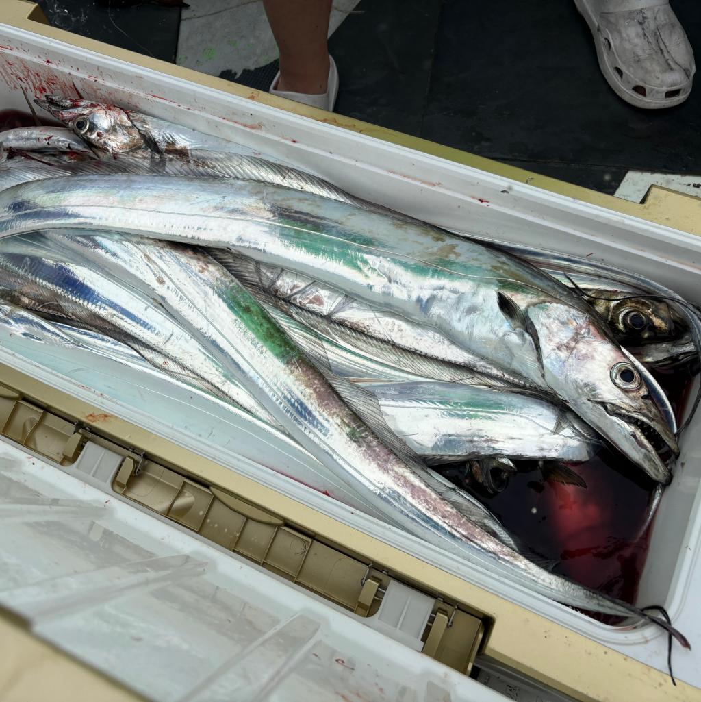 アジ釣り、タチウオ釣り