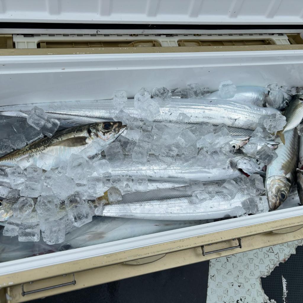 4/9アジ、太刀魚