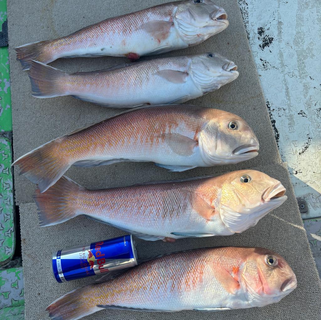 1/13白甘鯛からタチウオ