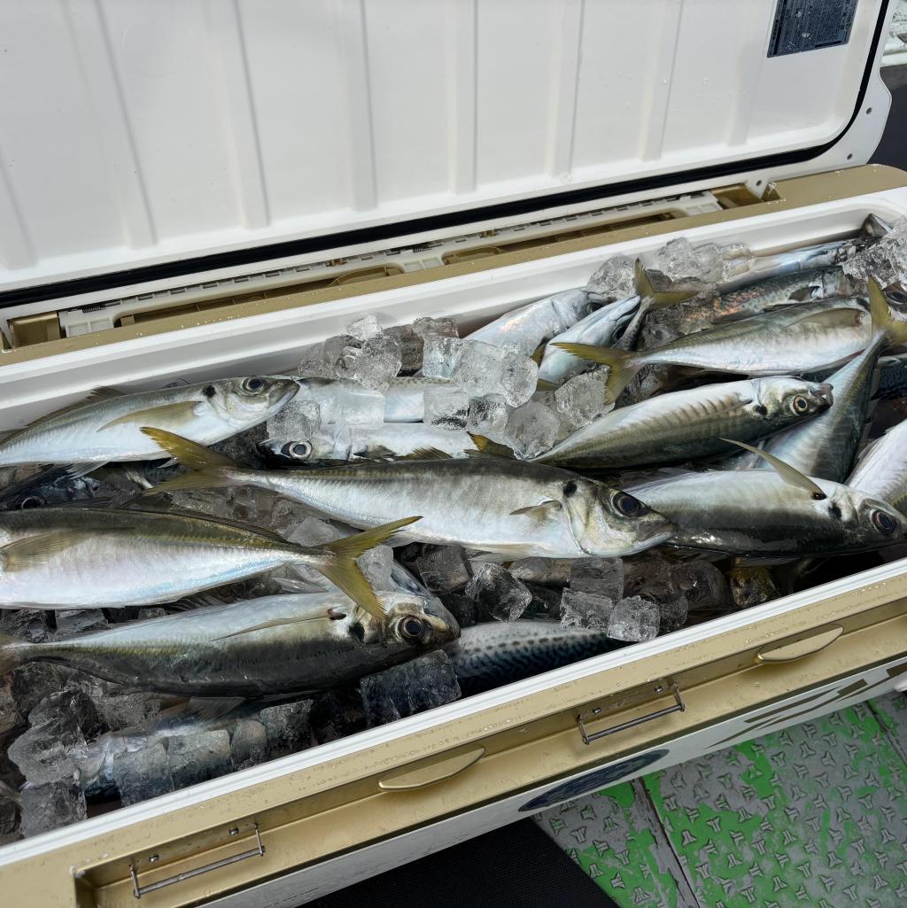 アジ釣り、白甘鯛