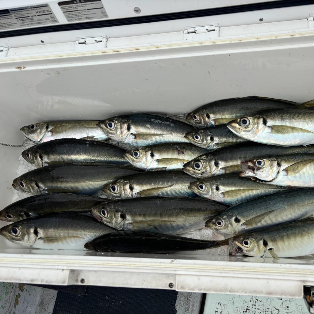 4/6アジ釣り、タチウオ釣り、泳がせ釣り