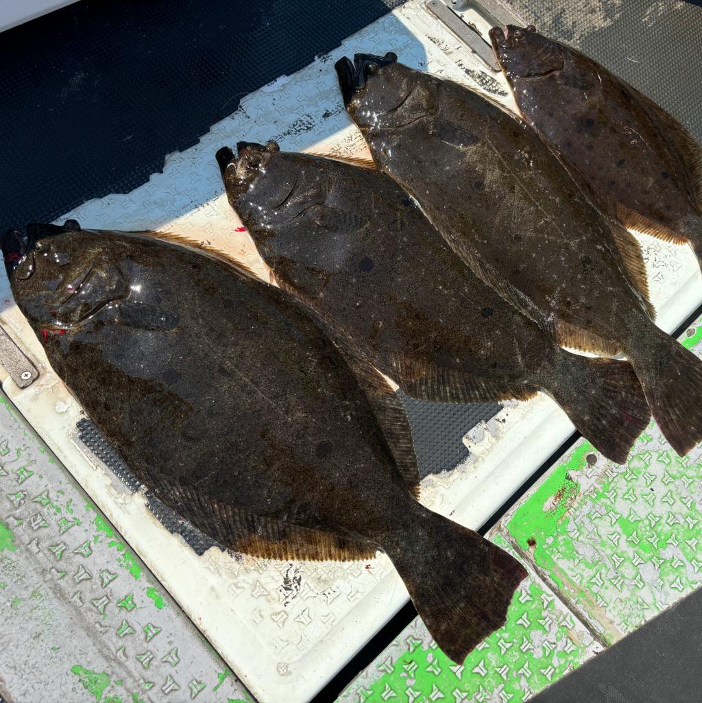 アジ釣り、ヒラメ、タチウオ釣り