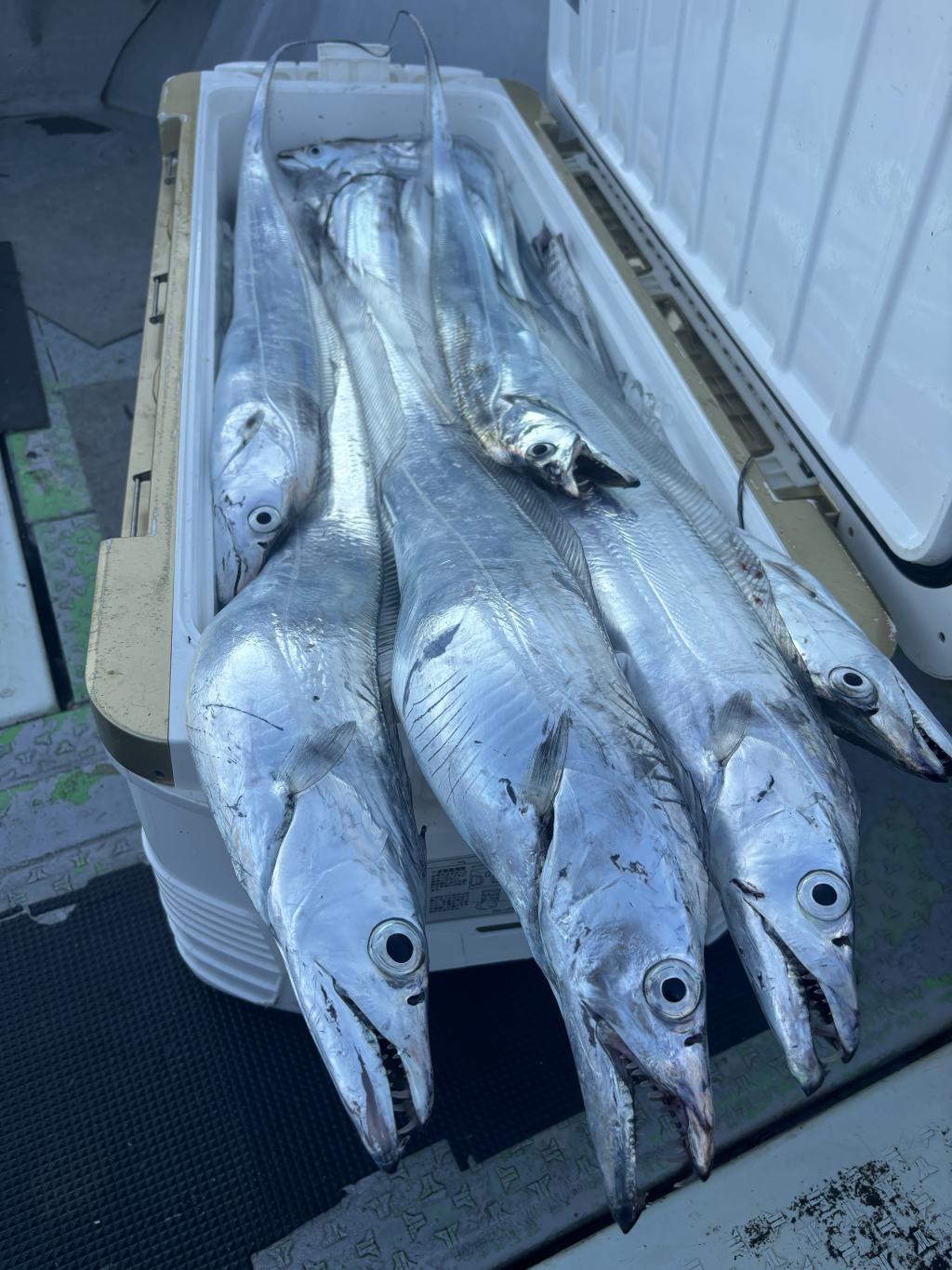 アジ釣り、タチウオ釣り